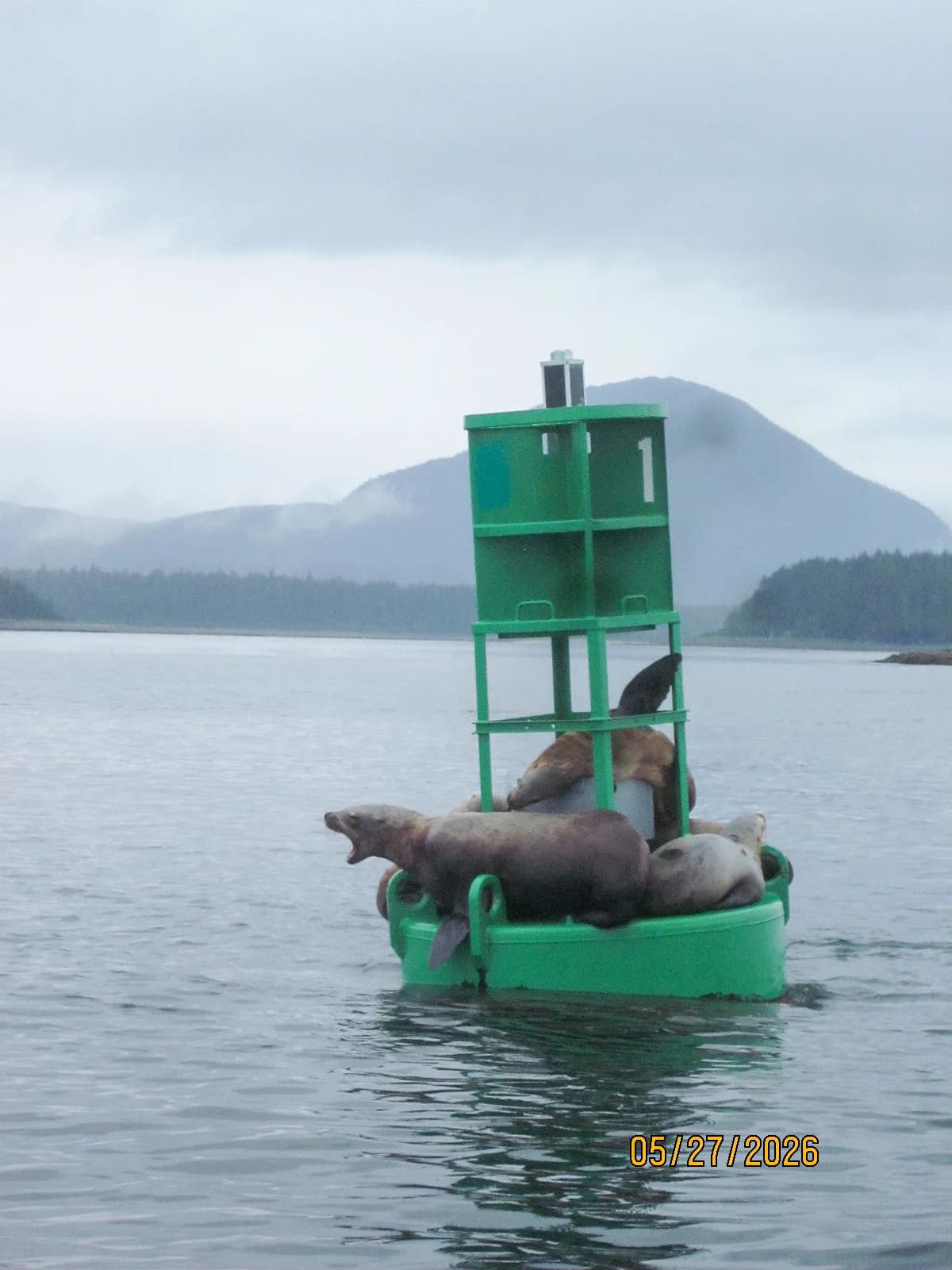 Seals in Alaska